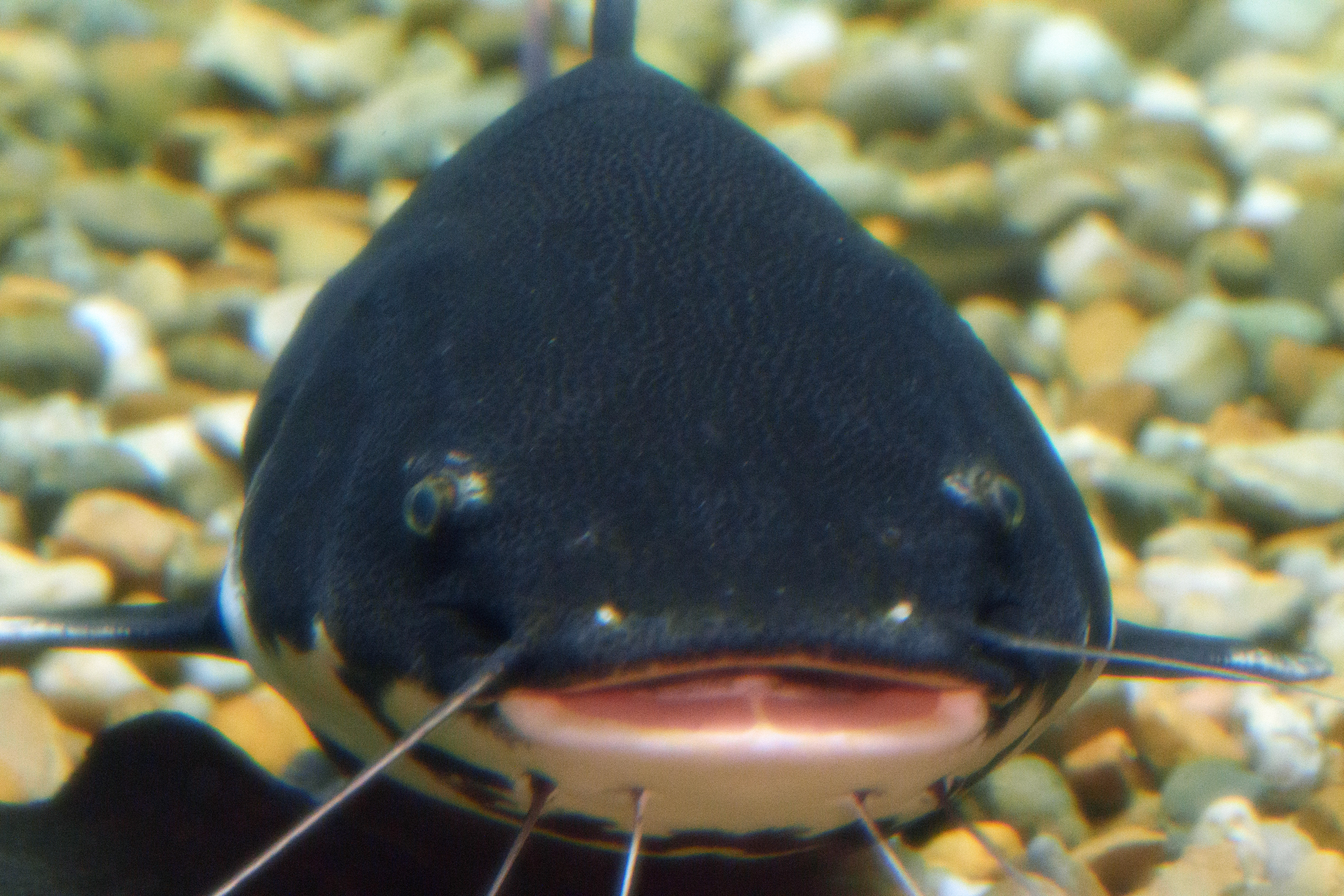 Big Fish